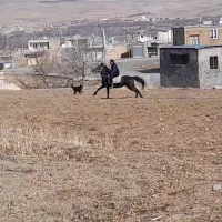 مادیون کرد|اسب و تجهیزات اسب‌سواری|نهاوند, |دیوار