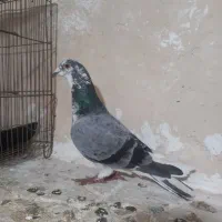 پرنده کبوتر