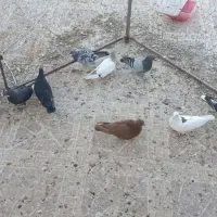 جوجه نر ماده