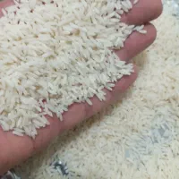 برنج هاشمی اعلادرجه یک گیلان رشت