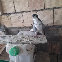 کفتر دولا