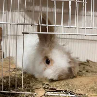 خرگوش نر لو‌پ اصل