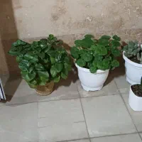 اجاره اپارتمان ۷۰ متری واپارتمان ۵۰ متری