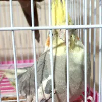 دوعدد عروس هلندی با قفس