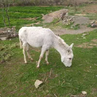 حیوانات مزرعه