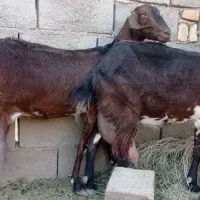 بزآلپاین انگلیسی گوسفند