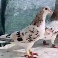 فروش پِهن کبوتر