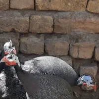 مرغ شاخ دار