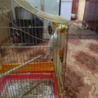 عروس هلندی|پرنده|خرمشهر, |دیوار