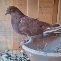 کفتر سرخ