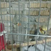 عروس مولد