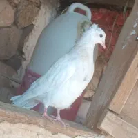 تعدادی کبوتر سرخ طوقی سرور پلاکی|پرنده|دهدشت, |دیوار