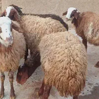 بره ماده داشتی