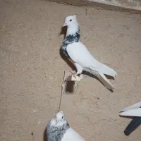 کبوتر|پرنده|کردیان, |دیوار