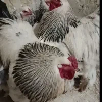 فروش خروس برهما و تخم نطفه دار