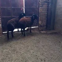 بره نر همو