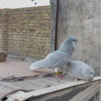 نرو ماده شهری بی نظیر