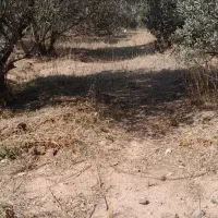 فروش زمین|فروش زمین و ملک کلنگی|لوشان, |دیوار