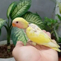 جوجه طوطی برزیلی|پرنده|تهران, کیانشهر|دیوار