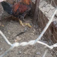 کفتر شامپیون کاشونی|پرنده|شهرضا, |دیوار