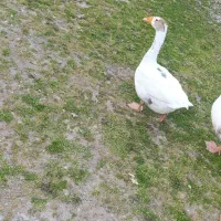 بچه غازبزرگ وبچه اردک بزرگ