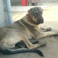 قلاده چرم بوفالو