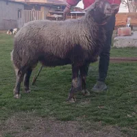 قوچ|حیوانات مزرعه|آق قلا, |دیوار