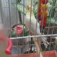 عروس هلندی زعفرانی نر سخنگو به فروش می‌رسد