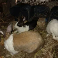 خرگوش بزرگ و کوچیک|موش و خرگوش|زاهدان, |دیوار