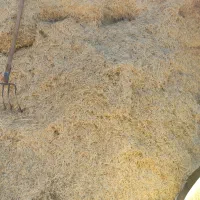 گاه گندم کاهکوب تمیز بدون یه ذره خاک پرشده گونی