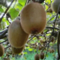 کیوی هایوارد