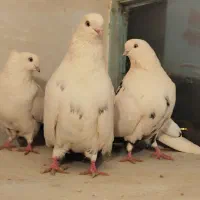 چهار عدد دمبی کشیده