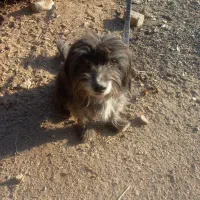 واگذاری شیتزو|سگ|قم, سراجه (۱۵ خرداد)|دیوار