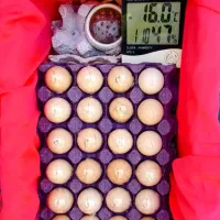 فروش تخم مرغ لاری اصل نطفه دار
