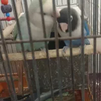 طوطی برزیلی|پرنده|بندر امام خمینی, |دیوار