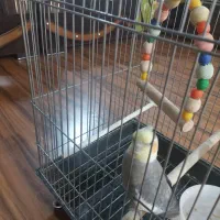 عروس هلندی|پرنده|کرج, باغستان|دیوار