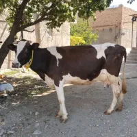 گاو شیری بدون گوساله