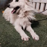 واگذاری سگ|سگ|شیراز, گویم|دیوار