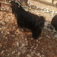 یک عدد دوبر  توخمی و پلوار