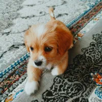 واگذاری سگ|سگ|شیراز, شهرک مهرگان|دیوار