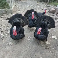 بوقلمون پارساله نر