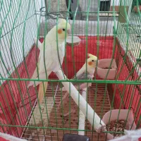 یک جفت عروس هلندی سالم و سر حال|پرنده|شیراز, ریاستی|دیوار