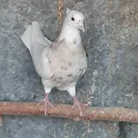 طوقی|پرنده|مبارکه, |دیوار