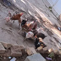 مرغ و خروس گلین بوقلمون کرچ