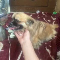 واگذاری نژاد اصیل اسپانیل تبتی/بدون کوچکترین صدا|سگ|یزد, |دیوار