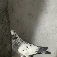 زاغ و سار دس پر سیاه آلمانی