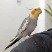 دستی سخنگو عروس