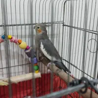 عروس پاریس معاوضه|پرنده|اهواز, سپیدار|دیوار