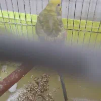 مرغ عشق رینبو  جنسیت ماده
