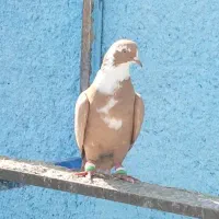 انواع کفتر جهرم|پرنده|شیراز, درکی|دیوار